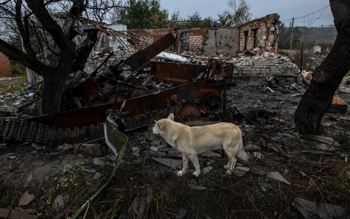 Dấu vết chiến tranh hằn in trên những chú chó sống sót ở Ukraine